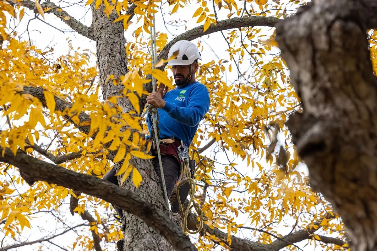 Skilled Tree Pruning crew working in Kensett